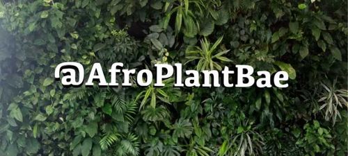 @afroplantbae nude afroplantbae nude