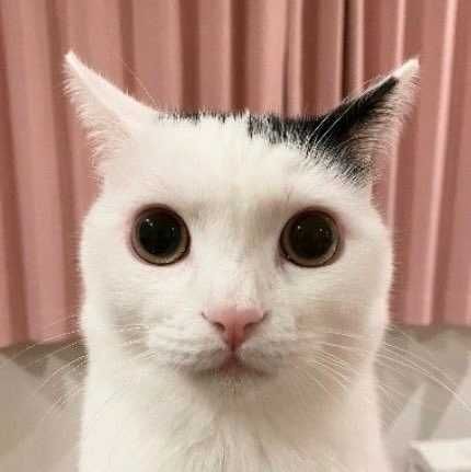 @booplesnoot nude booplesnoot nude