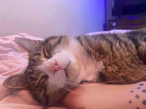 @catlady666 nude catlady666 nude