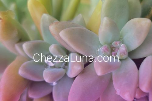 @chezzaluna nude chezzaluna nude