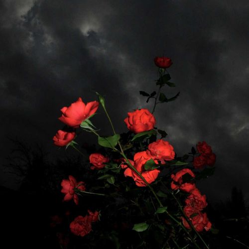 @bl0odflowers nude bl0odflowers nude