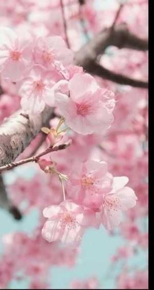 cuteblossom nude