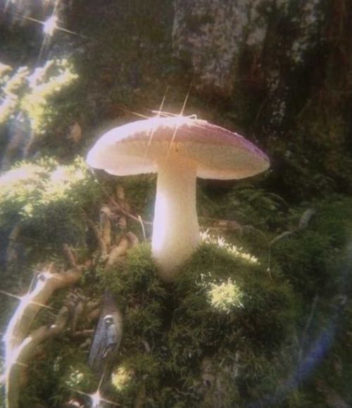 @fairygothwitch nude fairygothwitch nude