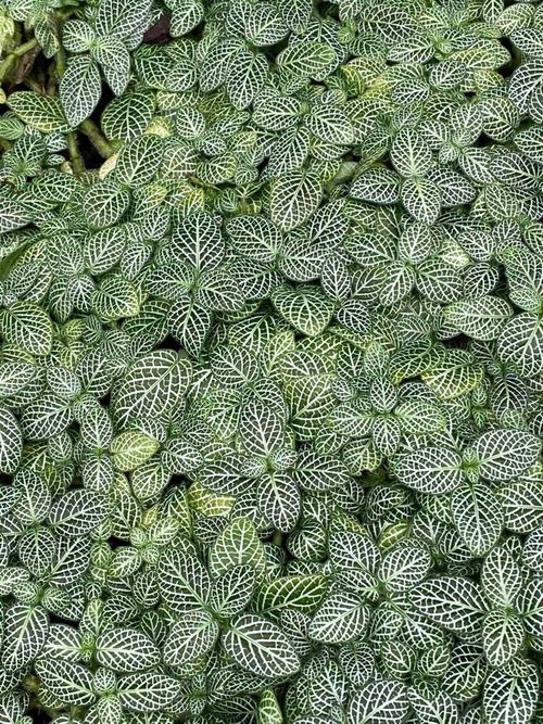 @theplantthrilla nude theplantthrilla nude