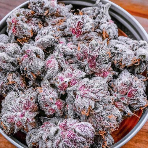 @twicebaked420 nude twicebaked420 nude