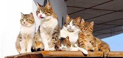 @fatcatttttttttt nude fatcatttttttttt nude
