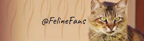 @felinefans nude felinefans nude