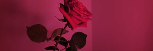 @foreignrose415 nude foreignrose415 nude