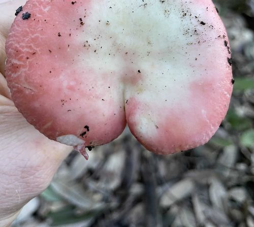 @onlyfungi nude onlyfungi nude