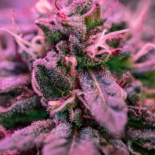 yeswecannabliss nude